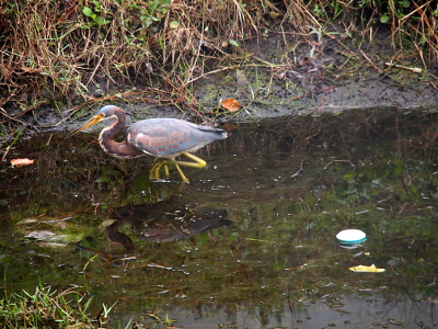 [Heron with very visible rust colored feathers is knee-deep in the water with one foot up in the air just under its belly and its head tucked lows as it walks through the water.]